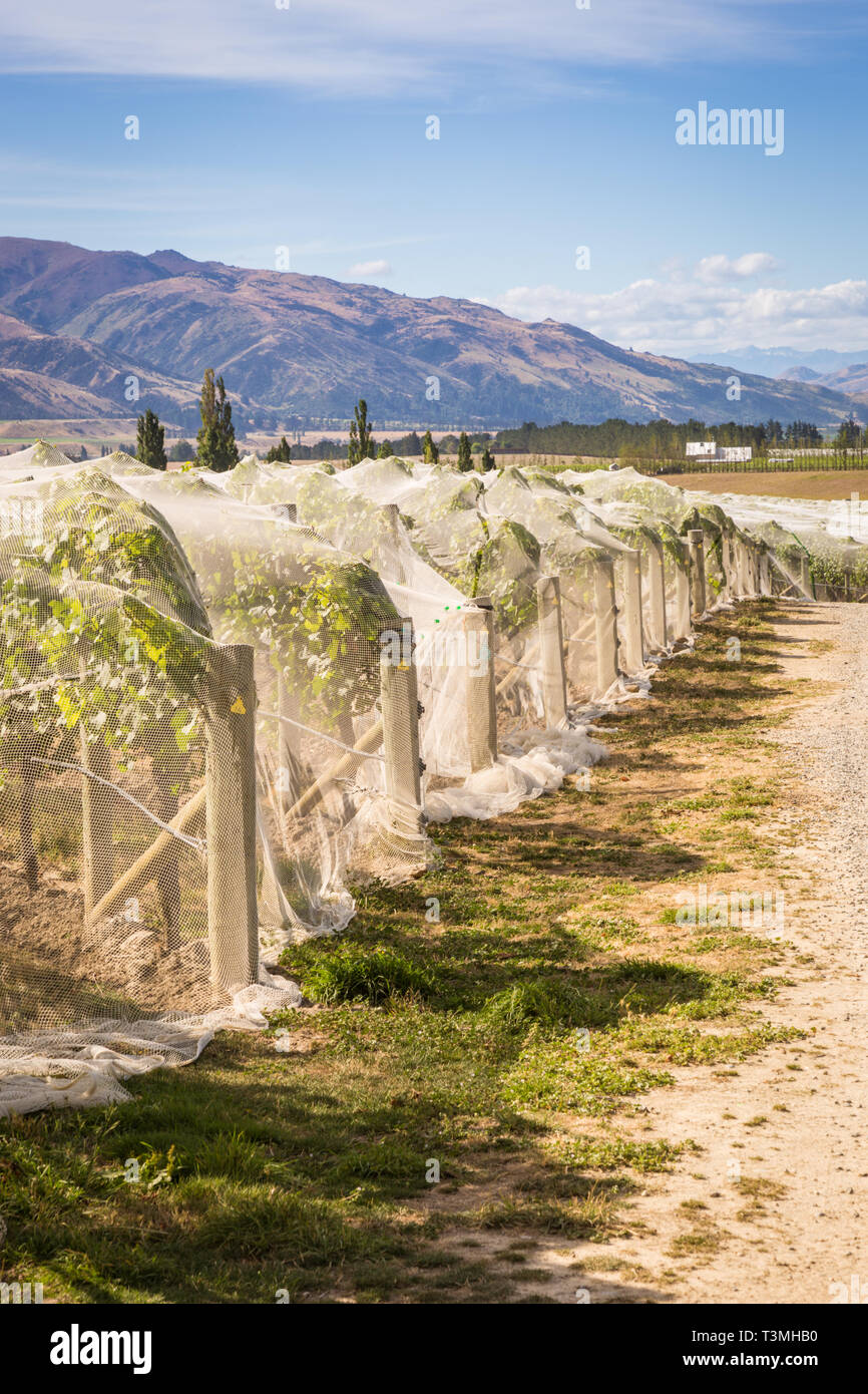 Wein Weinberg mit Bird Netting schützen Früchte, Otago, Neuseeland Stockfoto