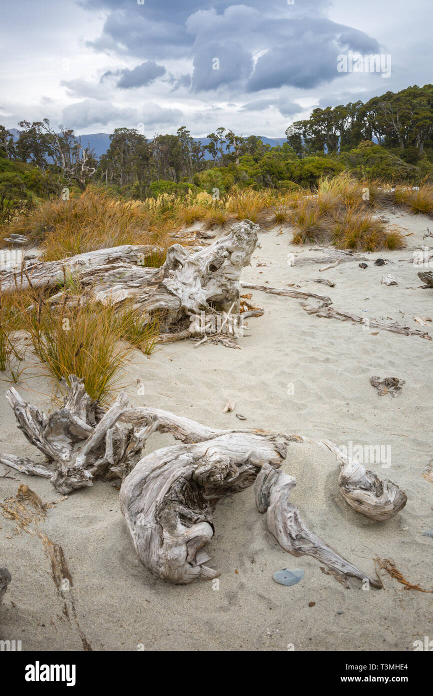 Große Treibholz, West Coast, South Island, Neuseeland Stockfoto