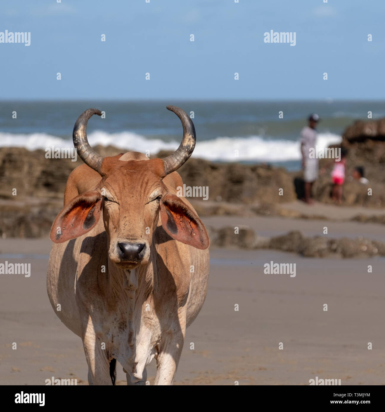 Nguni Kuh entspannt sich auf dem Sand in der zweiten Strand, in Port St Johns auf der wilden Küste in der Transkei, Südafrika. Stockfoto