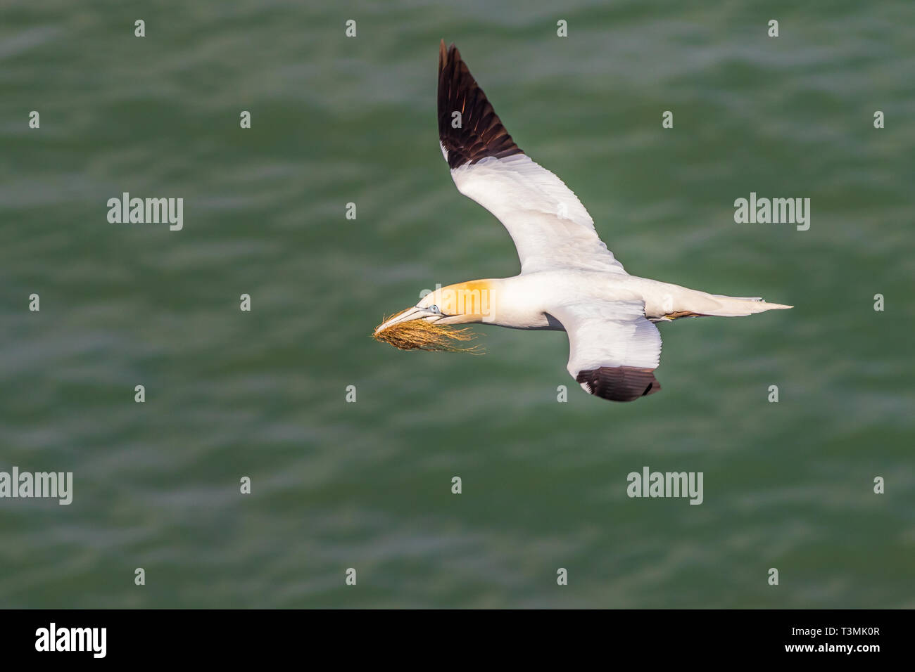 Tölpel fliegen mit Verschachtelung Material im Schnabel Stockfoto