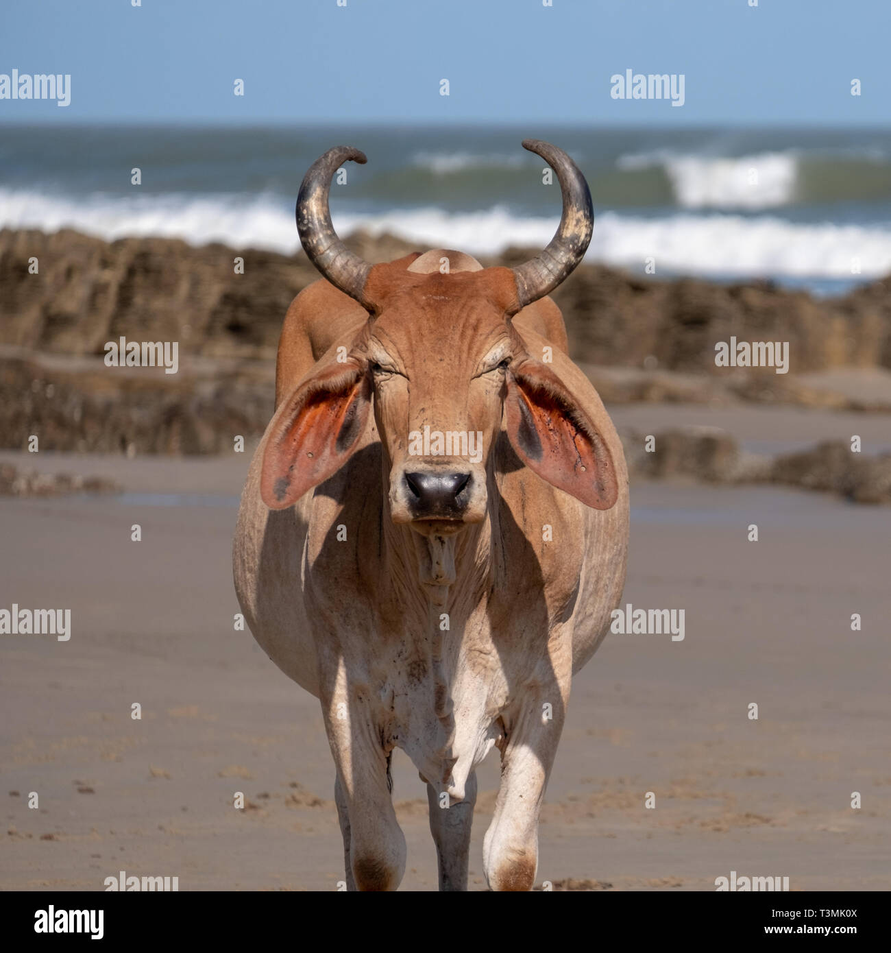 Nguni Kuh entspannt sich auf dem Sand in der zweiten Strand, in Port St Johns auf der wilden Küste in der Transkei, Südafrika. Stockfoto