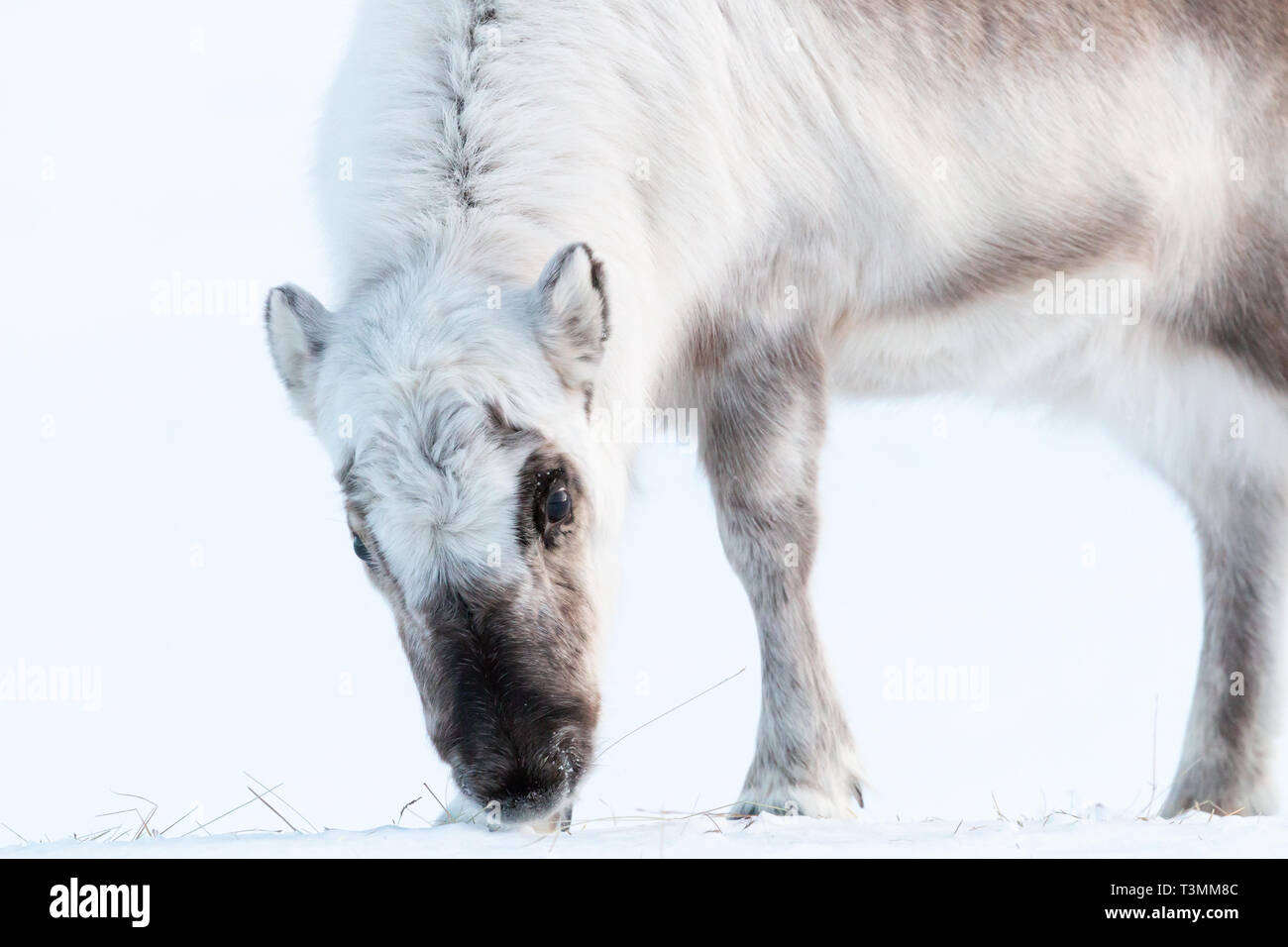 Svalbard rentier Essen durch den Schnee Stockfoto