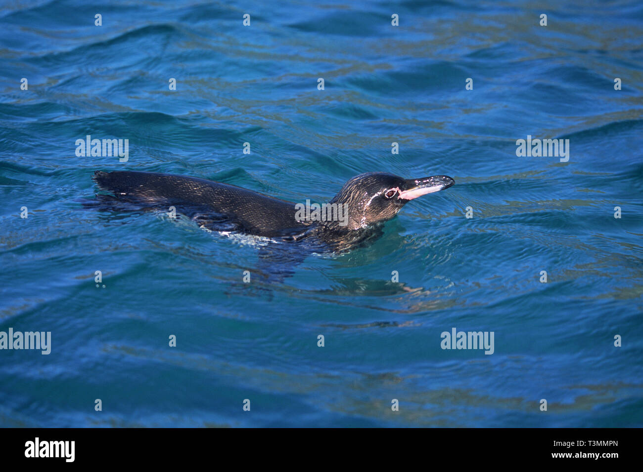 Galápagos-Pinguin (Spheniscus mendiculus), Schwimmen, Punta Espinosa, Fernandina Insel, Galapagos, Ecuador Achipelago Stockfoto