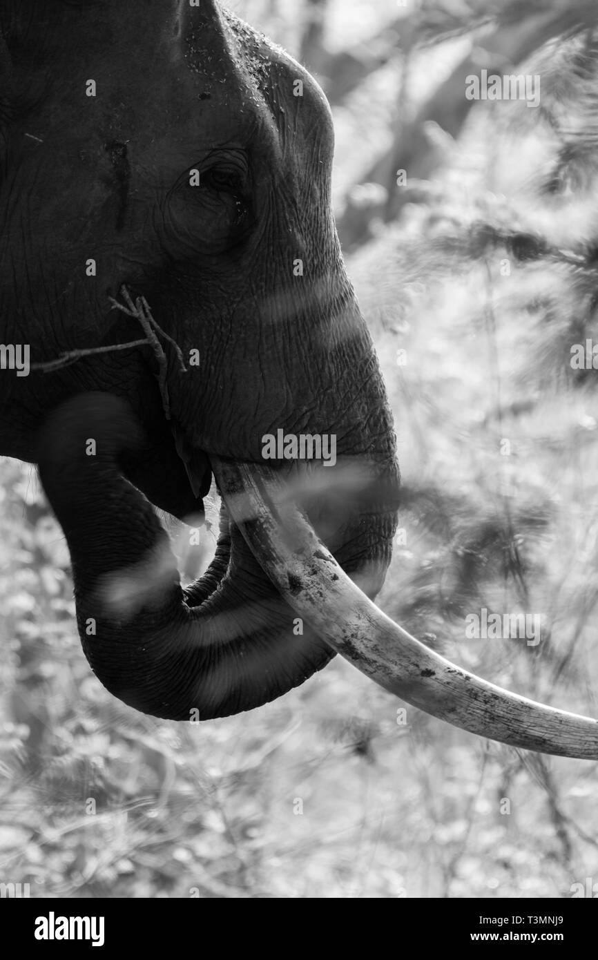 Closeup Schuß eines Elefanten Tusk Stockfoto