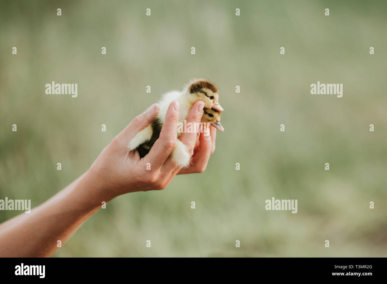 Zwei kleine Entenküken, die auf den Händen. kleine gelbe Entenküken in den Händen von Frau. closeup, mit unscharfen Hintergrund, im Freien Stockfoto