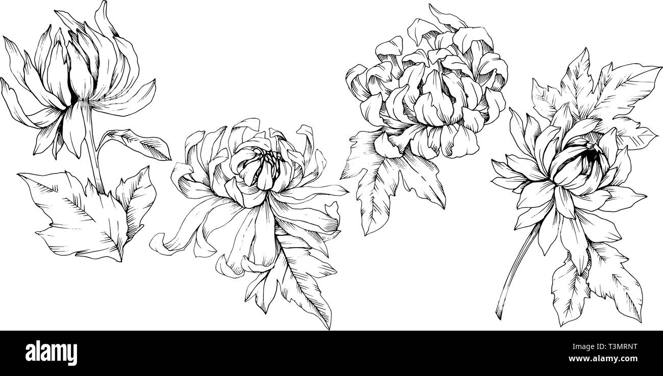 Vektor Chrysantheme floral botanischen Blumen. Schwarz und weiß eingraviert Tinte Art isoliert Blume Illustration Element. Stock Vektor