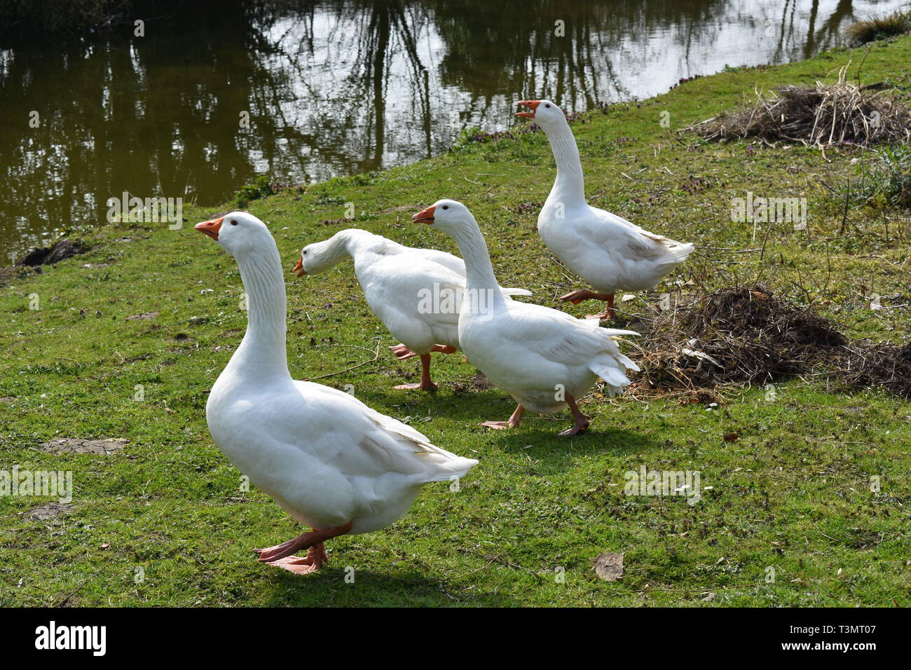 Vier zischen Gänse, Suffolk, England Stockfoto