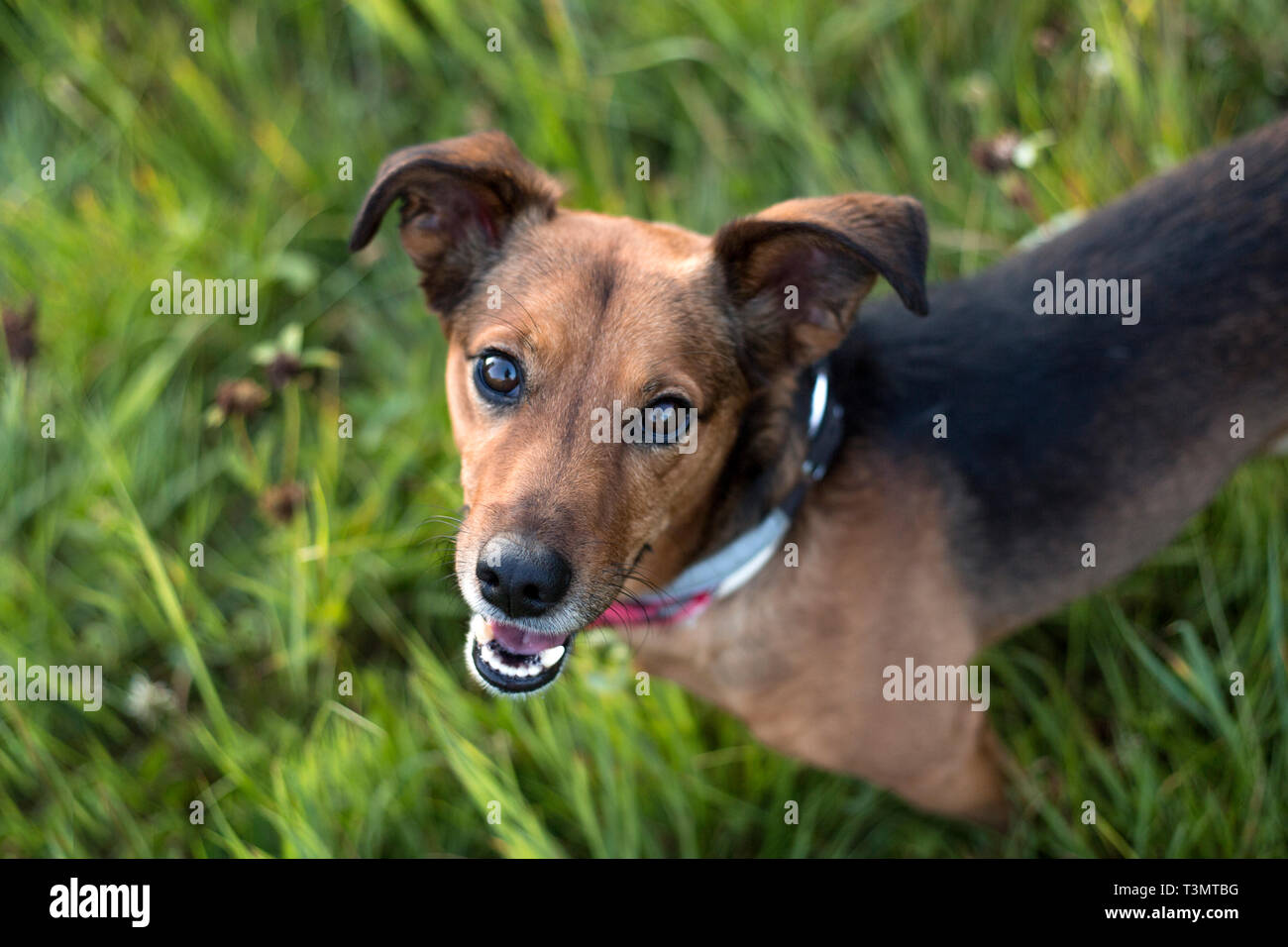 Porträt von einem Terrier Dackel Mix im Freien Stockfotografie - Alamy