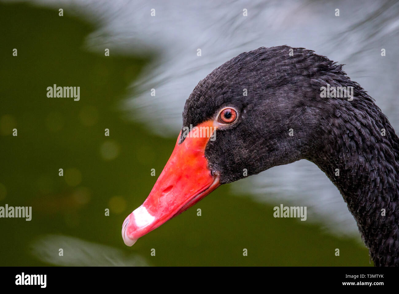 Bild große schöne Wasser vogel Black Swan portrait Stockfoto