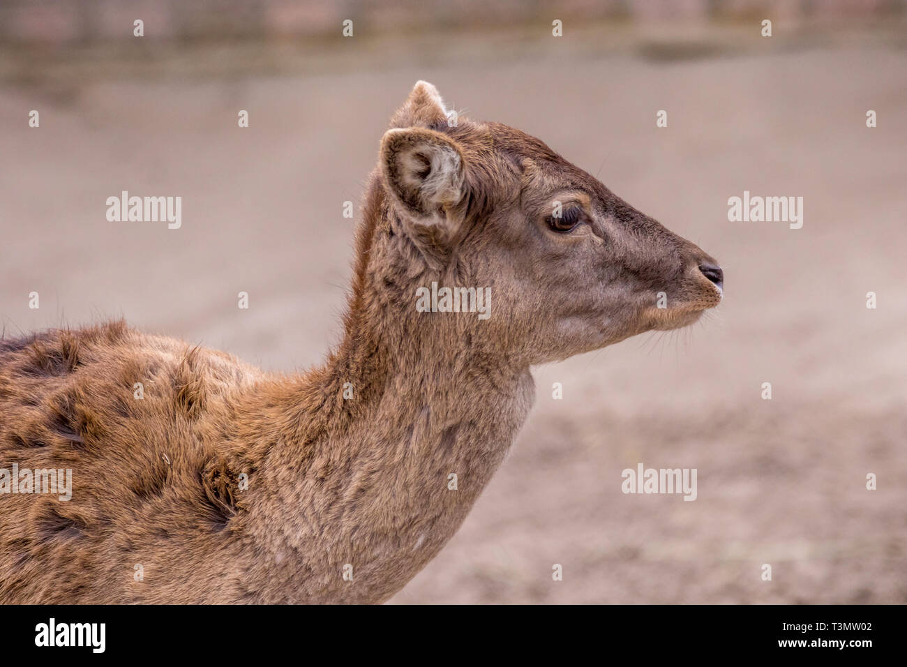 Bild zaghaft artiodactic Tier junge Rehe portrait Stockfoto