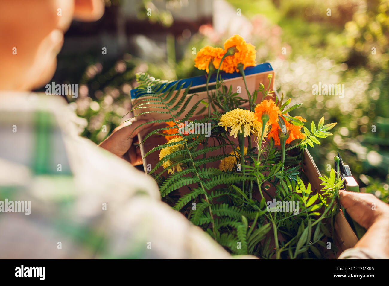 Ältere Frau sammeln von Blumen im Garten. Nahaufnahmen von Blumen im