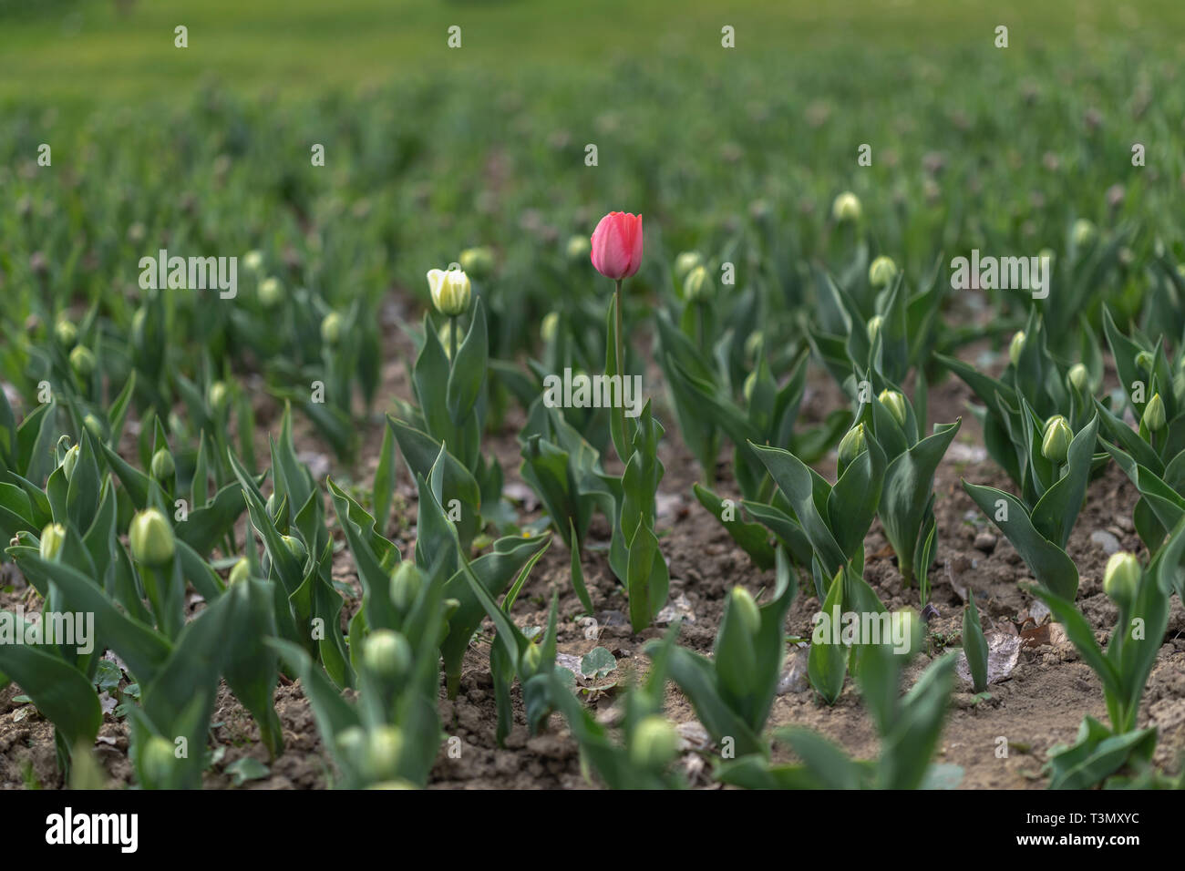 Tulpen blühen auf blured Hintergrund. Selektiver Fokus, Vintage getonten Bild Stockfoto