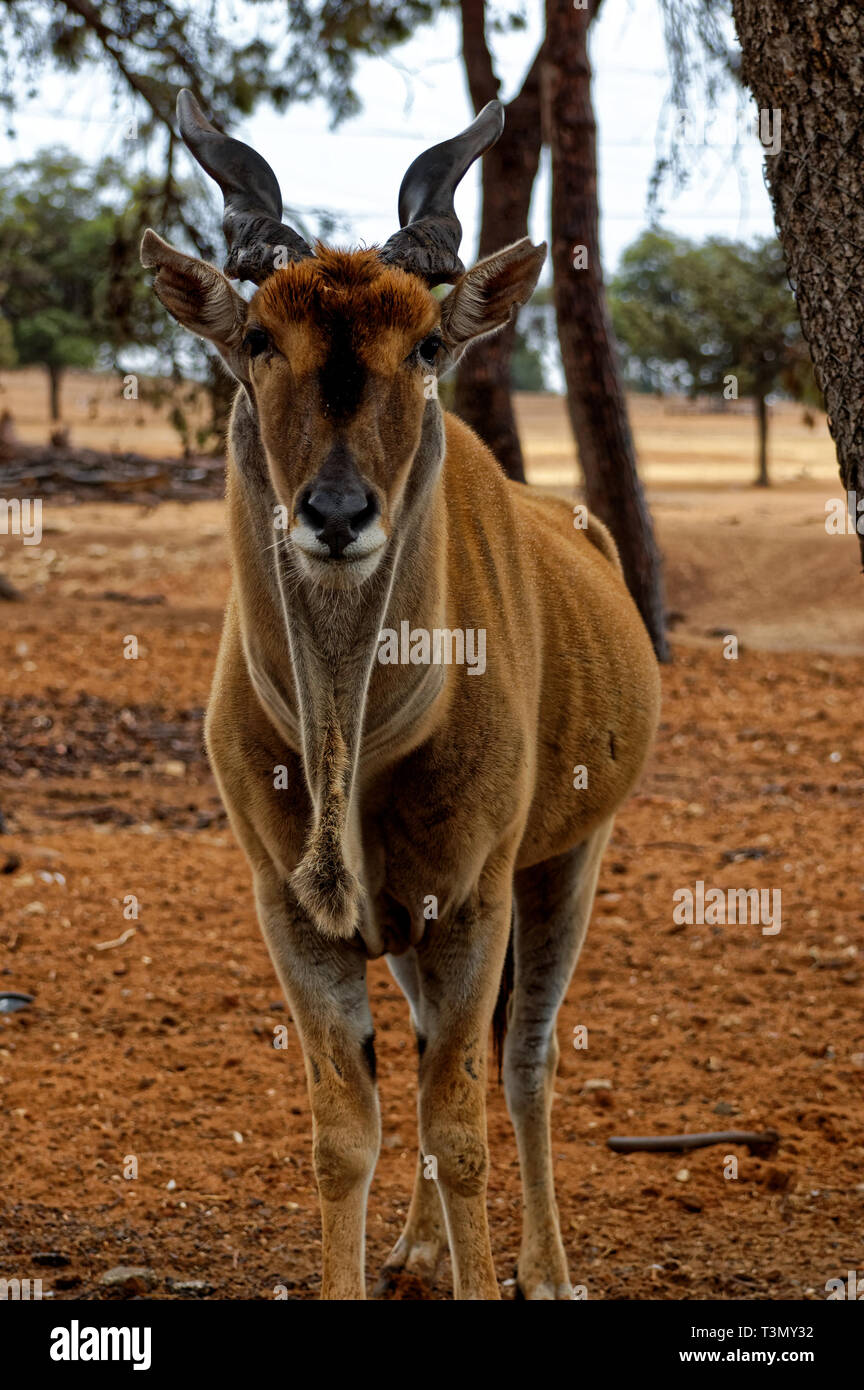 Foto Bubalis" caama, Antilope, Stockfoto