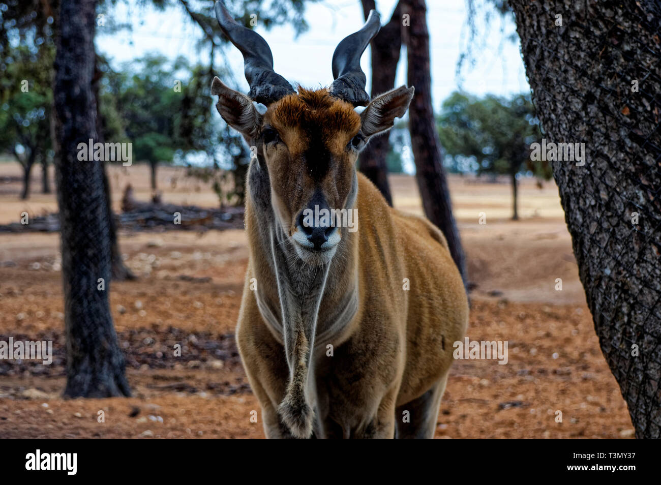 Foto Bubalis" caama, Antilope, Stockfoto