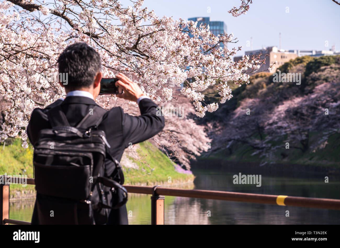 Cherry Blossom bei chidori ga Fuchi, Tokio, Japan Stockfoto