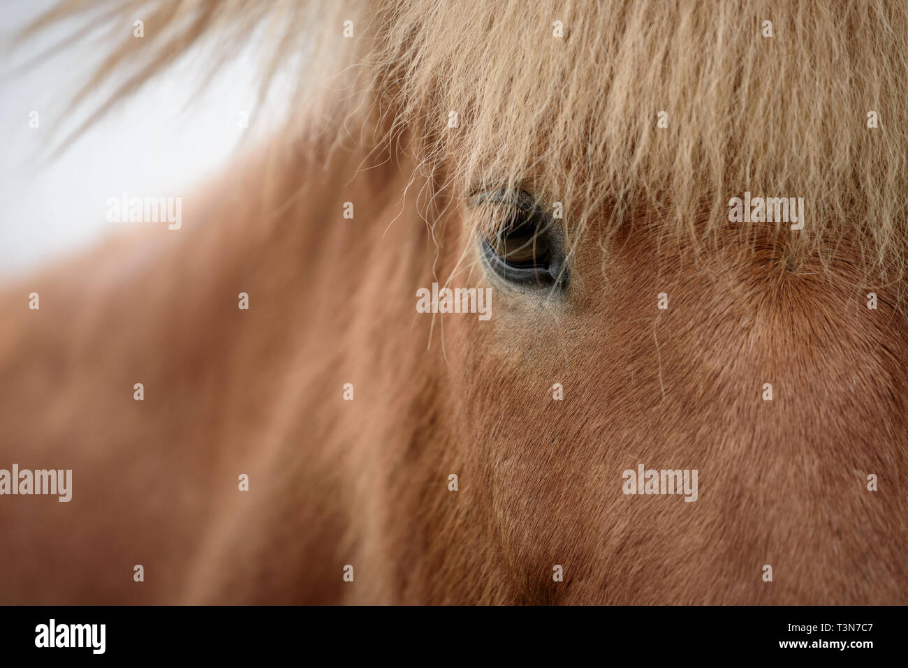 Pferd Kopf Nahaufnahme. Die braune Farbe des Tieres. In Island getroffen Stockfoto