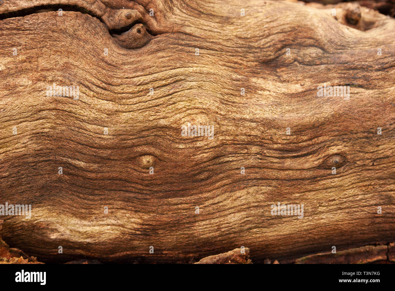 Textur Holz auf gefallenen Baumstamm Stockfoto