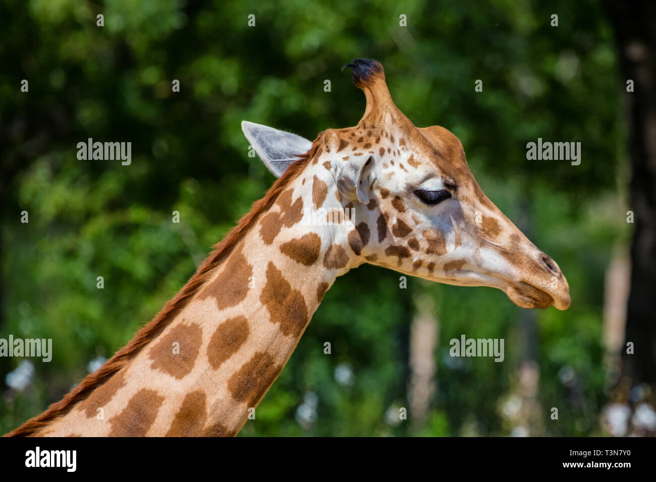 Nahaufnahme von Kordofan Giraffe oder Giraffe Giraffa Antiquorum auch bekannt als die zentrale Afrikanische giraffe Stockfoto