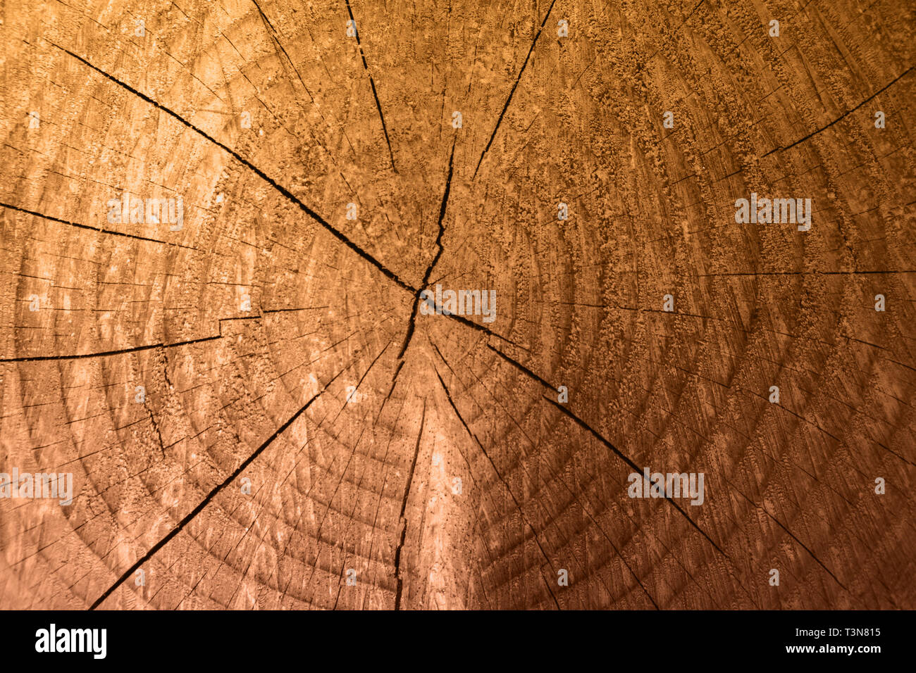 Holz Textur als Hintergrund mit runden unten geschnitten Baum und Jahresringe. Nahaufnahme, Ansicht von oben. Stockfoto