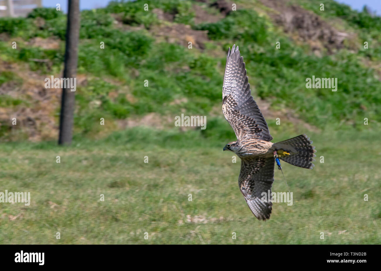 Lanner Falcon Stockfoto