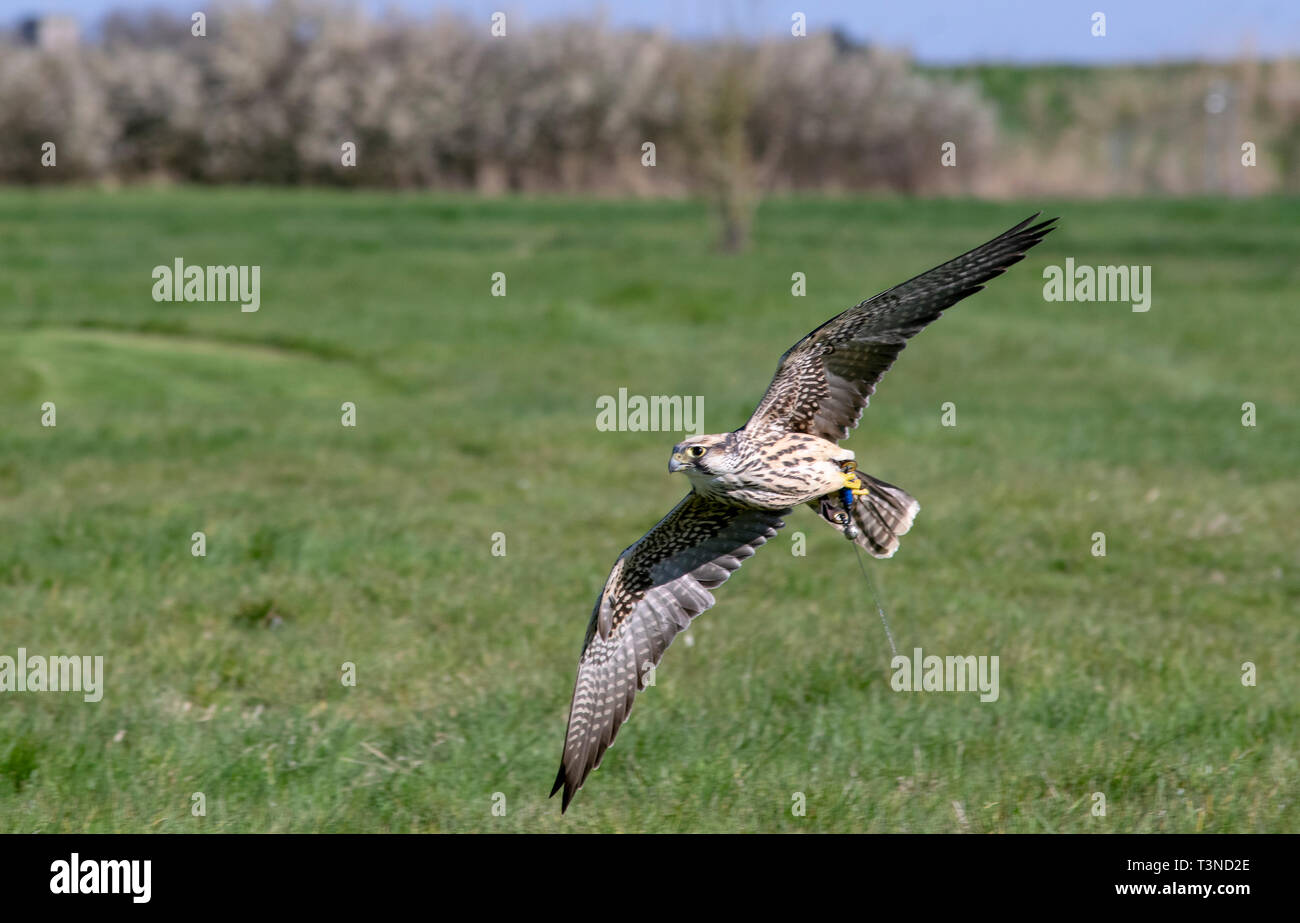 Lanner Falcon Stockfoto