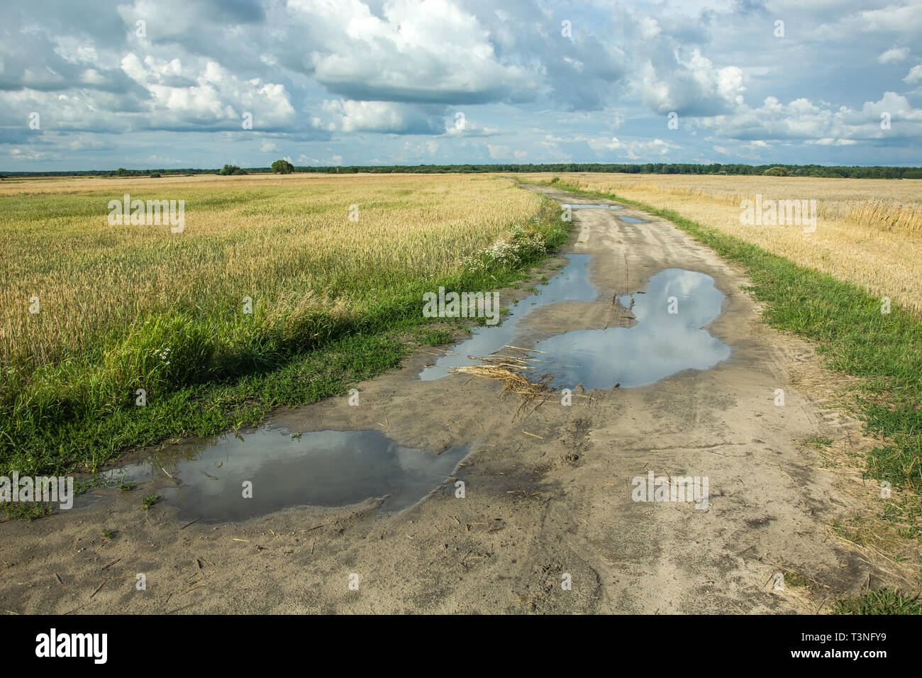 Pfützen nach Regen auf einer Landstraße durch Felder mit Getreide Stockfoto