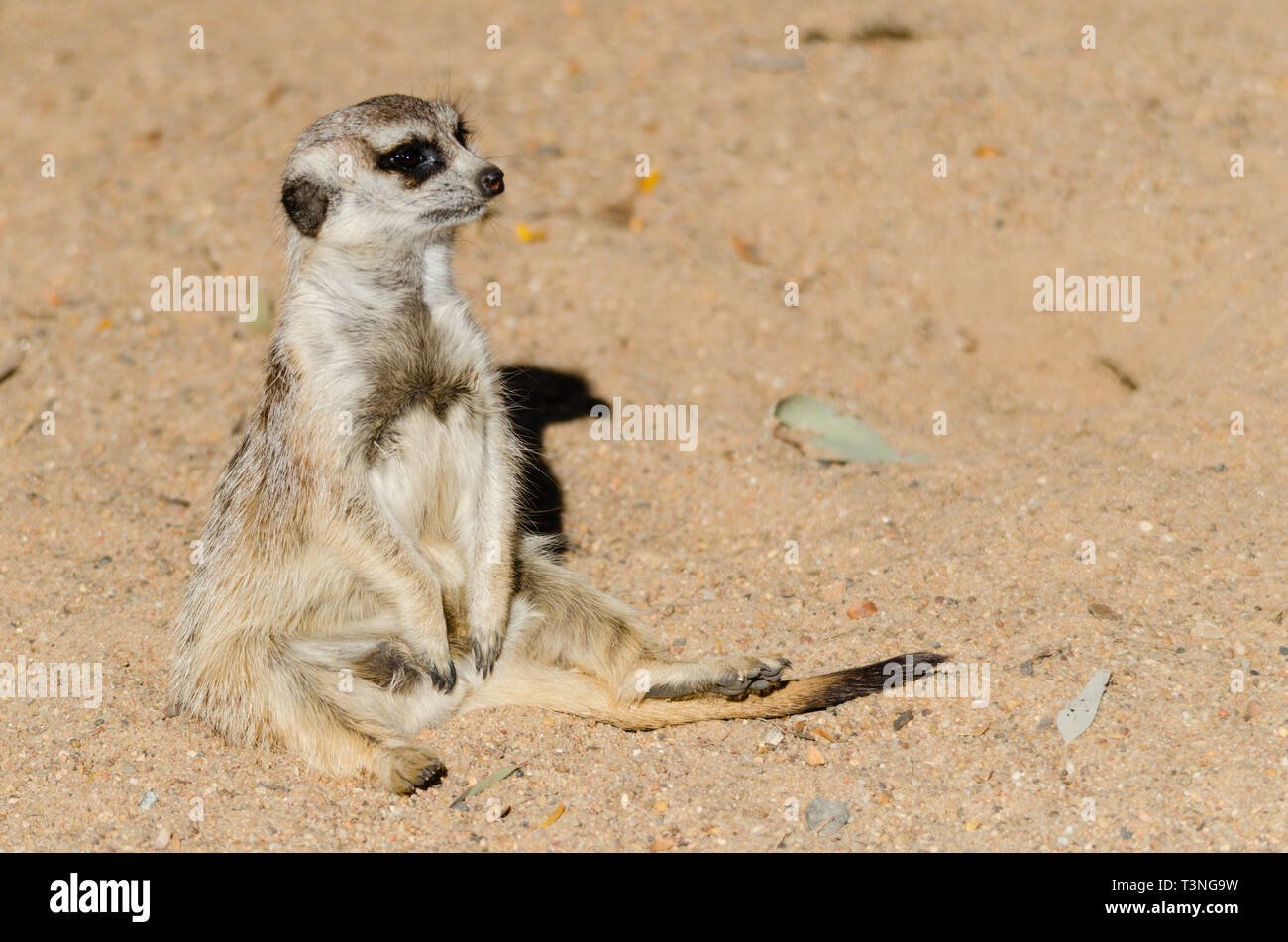 Erdmännchen (Suricata suricattaor) einzelne Tier sitzen auf Sand. Stockfoto
