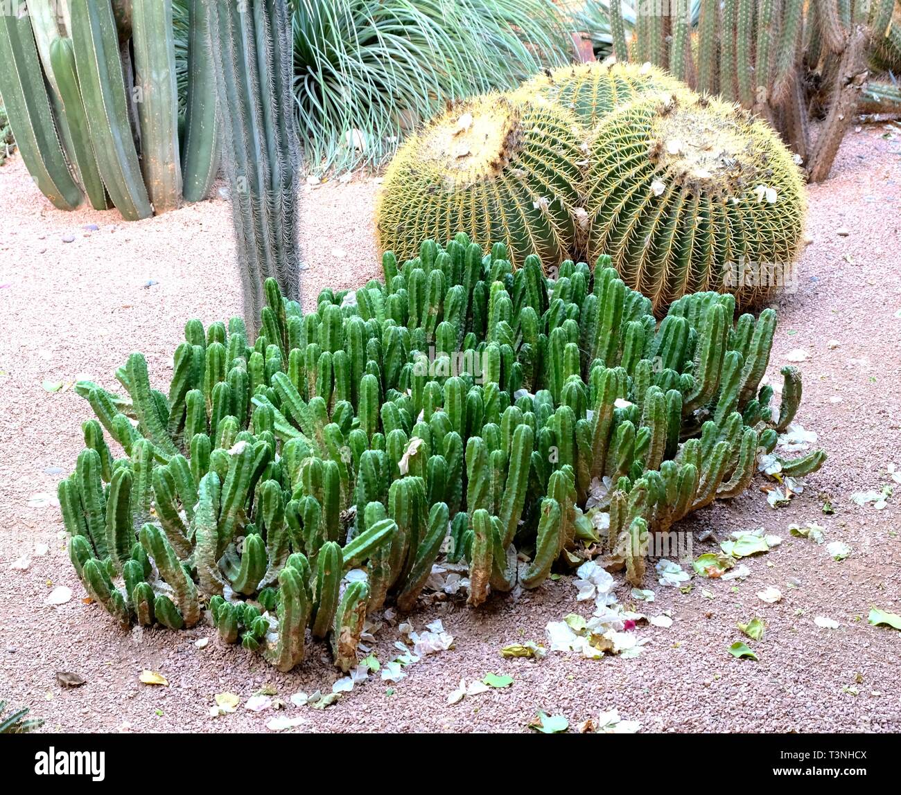 Ein Kaktus ist ein Mitglied der Familie der Cactaceae, eine Familie,  bestehend aus etwa 127 Gattungen mit insgesamt rund 1750 bekannten Arten  der Ordnung Caryophyllales Stockfotografie - Alamy