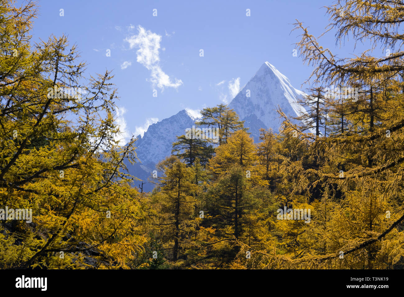 Herbst in den Bergen Stockfoto