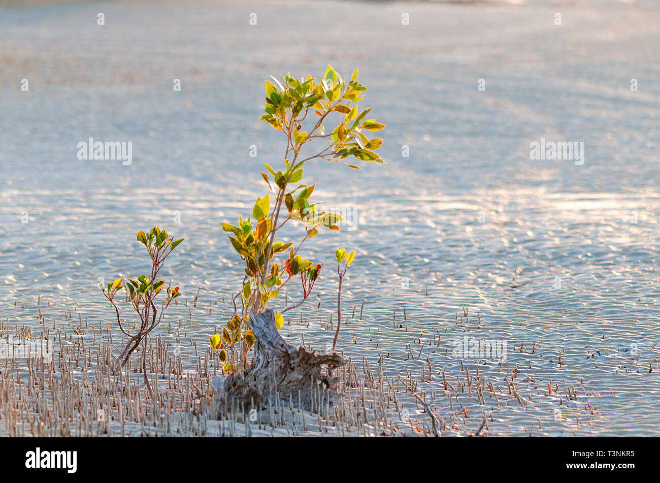 Junge Mangroven wachsen auf sandigen Wattflächen in Port Smith Western Australia Stockfoto