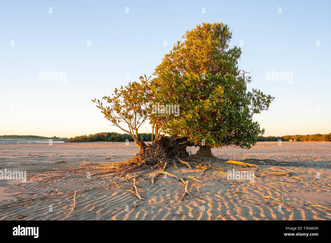 Mangroven wachsen auf sandigen Wattflächen in Port Smith Western Australia Stockfoto