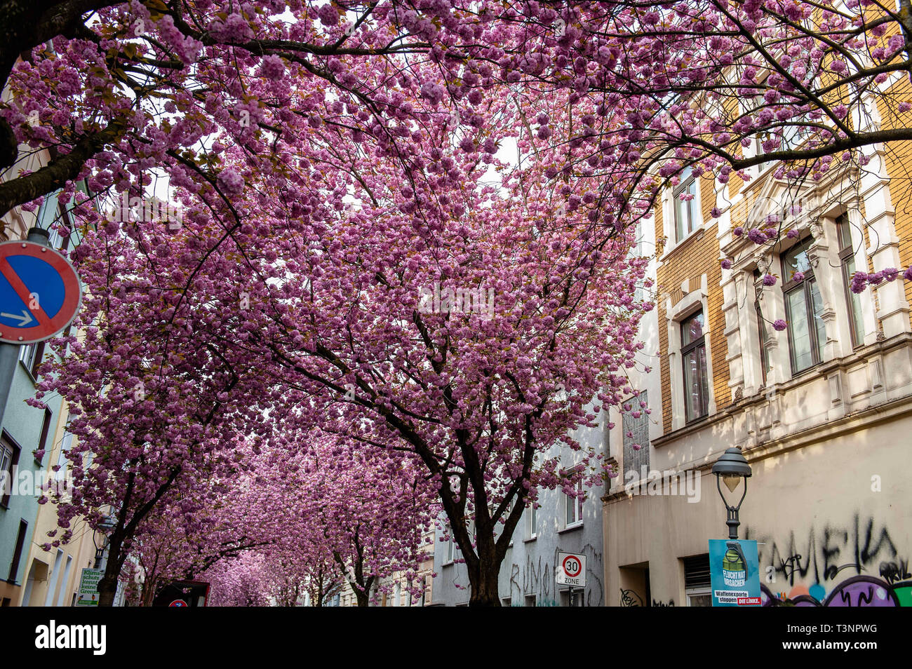 Bonn, Rhein, Deutschland. 10 Apr, 2019. Alte Straßen sind voll mit riesigen kirschblüten gesehen. Jeder Frühling, viele Touristen strömen aus aller Welt in der Altstadt von Bonn entfernt. Sie kommen den kirschblüten zwischen Heerstraße und die Breite Straße zu sehen. Unzählige Kirschbäume ihre volle Blüte entfalten, verwandeln die engen Straßen in ein rosa Meer von Blumen. Die Gassen sind in eine erstaunliche Tunnel der Kirschbaum blüht. Credit: Ana Fernandez/SOPA Images/ZUMA Draht/Alamy leben Nachrichten Stockfoto