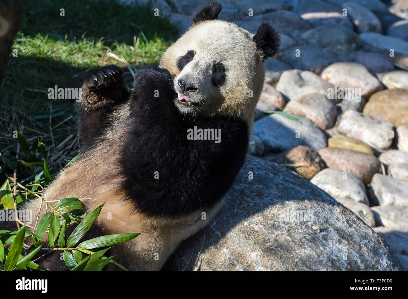 Kopenhagen, Dänemark. 10 Apr, 2019. Xing Äh ist an der Kopenhagener Zoo in Kopenhagen, Dänemark, am 10. April 2019. Die dänische Königin Margrethe II. Offiziell eröffnet die Panda Haus am Zoo Kopenhagen am Mittwoch. Männliche Xing Er, eine 5-jährige, und weibliche Mao Mao Sun (Er), eine 4-jährige, links der südwestlichen chinesischen Stadt Chengdu am 4. April und für ihre neue Heimat im Zoo Kopenhagen. Quelle: Guo Chen/Xinhua/Alamy leben Nachrichten Stockfoto