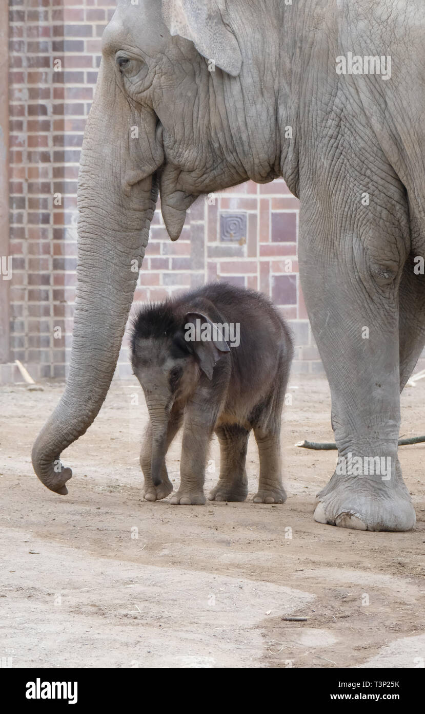 Leipzig, Deutschland. 11. Apr 2019. Am 25. Januar 2019 geboren und noch namenlosen, der Elefantenbulle steht neben seiner Tante Don Chung auf der Freianlage im Leipziger Zoo. Für gut zwei Wochen jetzt, der Elefant Kalb hat sich täglich im Leipziger Zoo auf dem Gelände der Elefant Tempel "Ganesha Mandir". Wenn das Wetter und die Konstellation, die es erlauben, das Tier kann am Morgen sowie am frühen Nachmittag in Anwesenheit der Tierhalter und der Elefant Don Chung gesehen werden. Quelle: dpa Picture alliance/Alamy leben Nachrichten Stockfoto