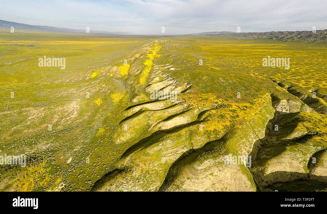 San Luis Obispo County, Kalifornien, USA. 10. April 2019. Wildblumen Abdeckung der sonst kargen Hügeln der Carrizo Plain National Monument während des Super Blüte April 10, 2019 in San Luis Obispo County, Kalifornien. Nach mehreren Wochen ein atemberaubendes Display die super Blüte erwartet wird, zu verblassen beginnen die Temperaturen in der Region steigen. Credit: Planetpix/Alamy leben Nachrichten Stockfoto