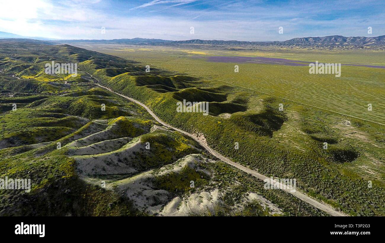 San Luis Obispo County, Kalifornien, USA. 10. April 2019. Wildblumen Abdeckung der sonst kargen Hügeln der Carrizo Plain National Monument während des Super Blüte April 10, 2019 in San Luis Obispo County, Kalifornien. Nach mehreren Wochen ein atemberaubendes Display die super Blüte erwartet wird, zu verblassen beginnen die Temperaturen in der Region steigen. Credit: Planetpix/Alamy leben Nachrichten Stockfoto