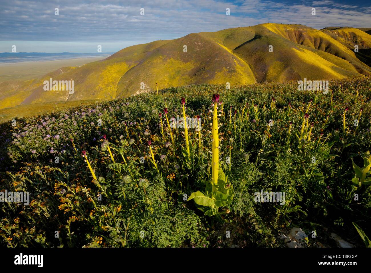 San Luis Obispo County, Kalifornien, USA. 10. April 2019. Wildblumen Abdeckung der sonst kargen Hügeln der Carrizo Plain National Monument während des Super Blüte April 10, 2019 in San Luis Obispo County, Kalifornien. Nach mehreren Wochen ein atemberaubendes Display die super Blüte erwartet wird, zu verblassen beginnen die Temperaturen in der Region steigen. Credit: Planetpix/Alamy leben Nachrichten Stockfoto