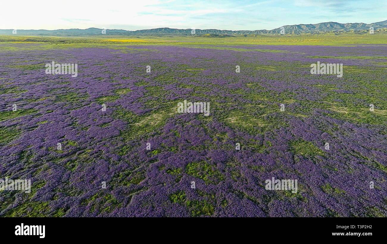 San Luis Obispo County, Kalifornien, USA. 10. April 2019. Wildblumen Abdeckung der sonst kargen Hügeln der Carrizo Plain National Monument während des Super Blüte April 10, 2019 in San Luis Obispo County, Kalifornien. Nach mehreren Wochen ein atemberaubendes Display die super Blüte erwartet wird, zu verblassen beginnen die Temperaturen in der Region steigen. Credit: Planetpix/Alamy leben Nachrichten Stockfoto