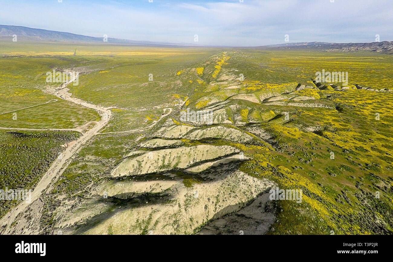 San Luis Obispo County, Kalifornien, USA. 10. April 2019. Wildblumen Abdeckung der sonst kargen Hügeln der Carrizo Plain National Monument während des Super Blüte April 10, 2019 in San Luis Obispo County, Kalifornien. Nach mehreren Wochen ein atemberaubendes Display die super Blüte erwartet wird, zu verblassen beginnen die Temperaturen in der Region steigen. Credit: Planetpix/Alamy leben Nachrichten Stockfoto