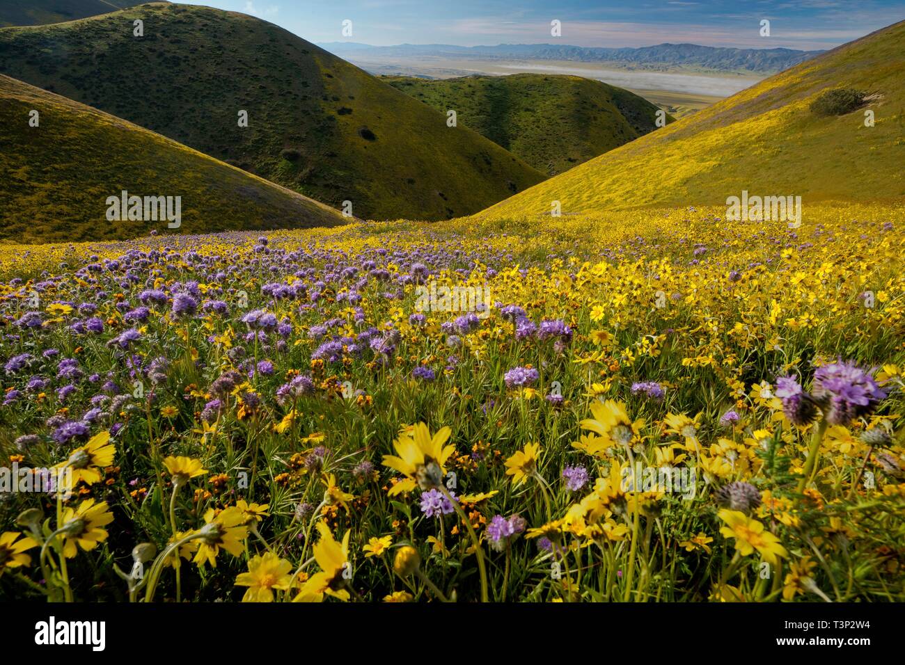 San Luis Obispo County, Kalifornien, USA. 10. April 2019. Massen von Wildblumen Abdeckung der sonst kargen Hügeln der Carrizo Plain National Monument während des Super Blüte April 10, 2019 in San Luis Obispo County, Kalifornien. Nach mehreren Wochen ein atemberaubendes Display die super Blüte erwartet wird, zu verblassen beginnen die Temperaturen in der Region steigen. Credit: Planetpix/Alamy leben Nachrichten Stockfoto