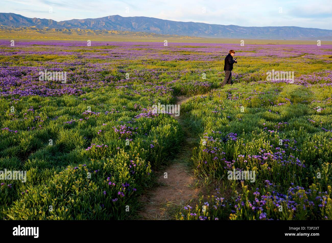 San Luis Obispo County, Kalifornien, USA. 10. April 2019. Ein Tourist nimmt Fotos von Wildblumen, die normalerweise kahlen Hügeln der Carrizo Plain National Monument während des Super Blüte April 10, 2019 in San Luis Obispo County, Kalifornien. Nach mehreren Wochen ein atemberaubendes Display die super Blüte erwartet wird, zu verblassen beginnen die Temperaturen in der Region steigen. Credit: Planetpix/Alamy leben Nachrichten Stockfoto