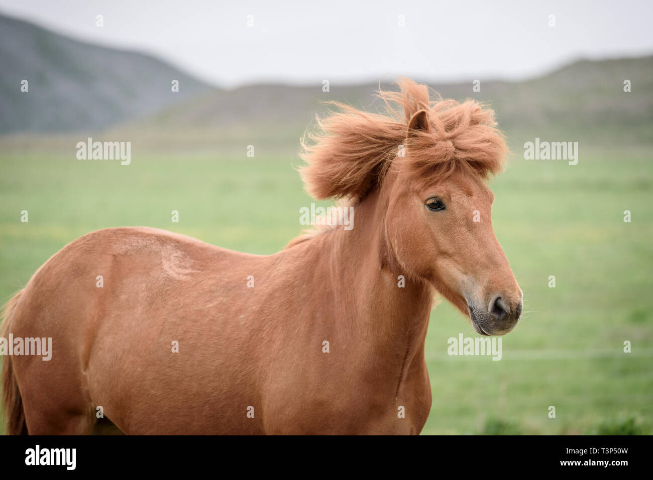 Chestnut Pferd mit schönen Frisur. Weide in Island Stockfoto