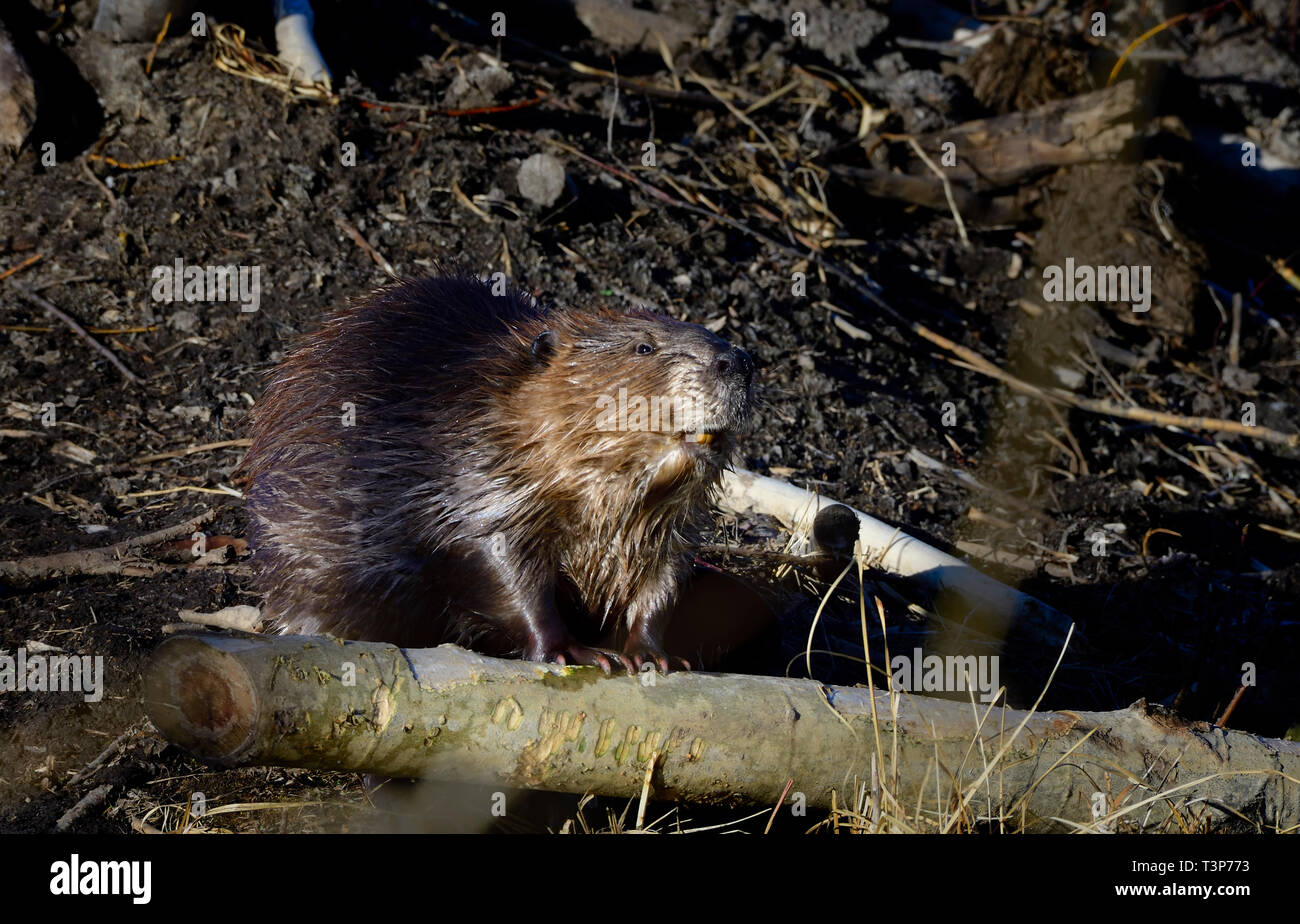 Ein erwachsener Biber (Castor canadensis), sieht von der Fütterung auf seinem Aspen Tree am Fuße seiner Lodge Stockfoto