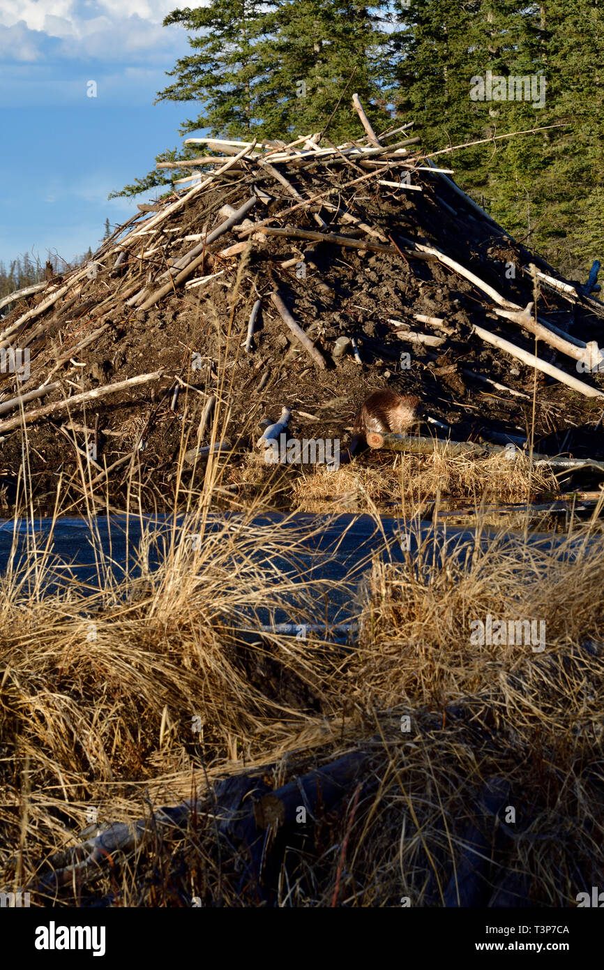 Eine vertikale Bild einer Beaver Lodge im Frühling gemacht mit einem wilden Biber (Castor Canadensis); Fütterung am Fuße der Lodge. Stockfoto