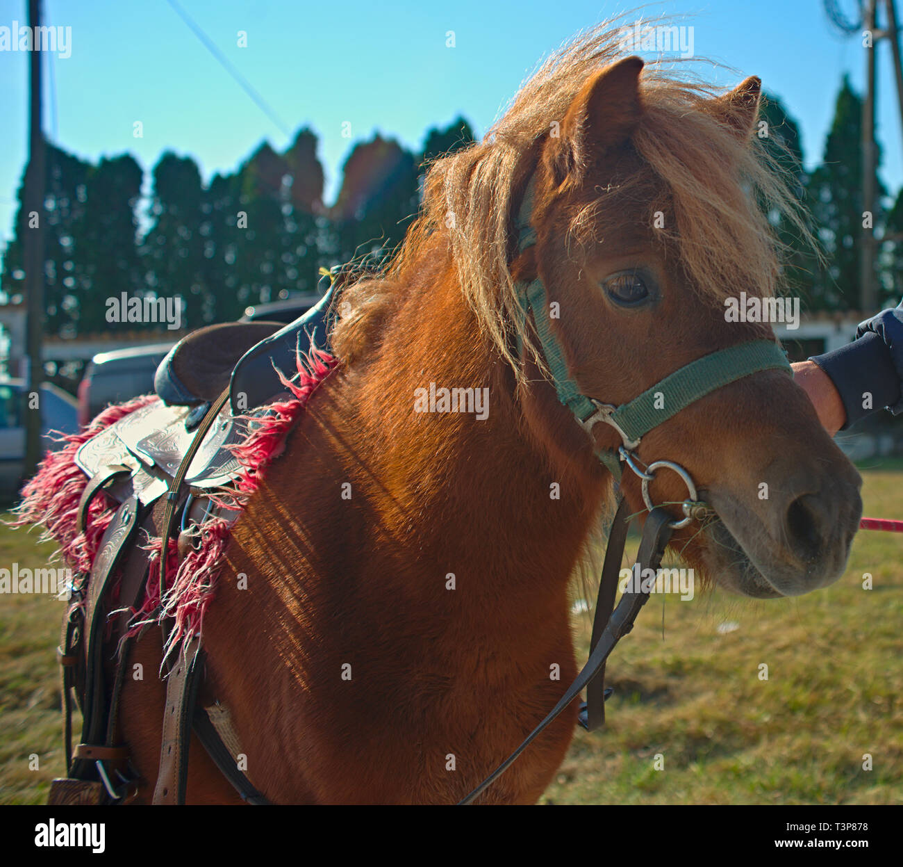 Braun voll gesattelt Pony bereit zu befreien. Stockfoto