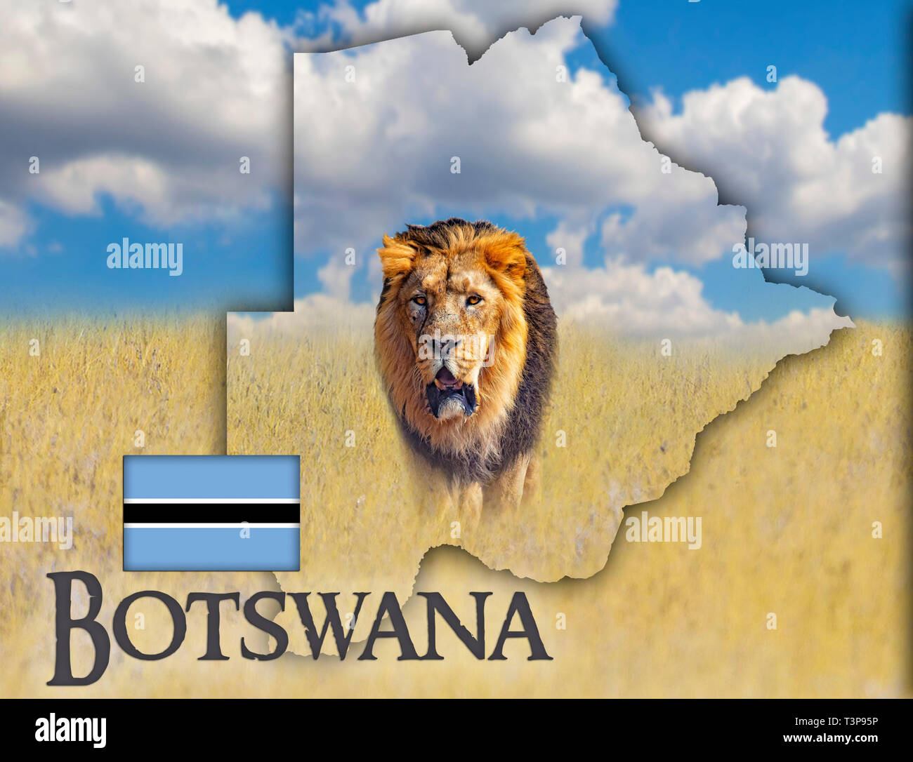 Flagge Karte Von Botswana Auf Dem Ist Ein Bild Von Einem Lowen Es Ist Der Text Von Botswana Und Flagge Es Ist Den Nationalen Afrikanischen Hintergrund Mit Goldenen Gras Und Stockfotografie