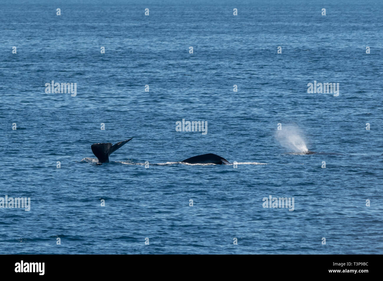 Drei Pottwale (Physeter macrocephalus) auf der Oberfläche mit Schwanz, Blasen, und wieder sichtbar in der See von Cortez (Bucht von Kalifornien). Stockfoto