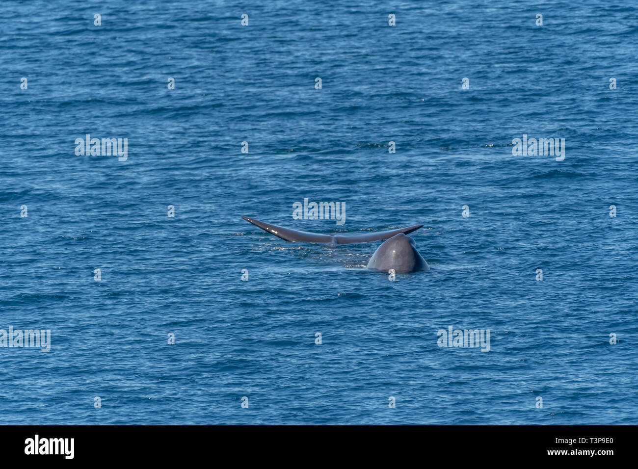 Pottwal (Physeter macrocephalus) Schwimmen auf die Kamera auf der Oberfläche der See von Cortez (Bucht von Kalifornien) mit Kopf und Schwanz sichtbar. Stockfoto