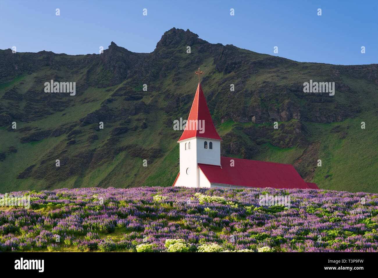 Kirche auf einem Hügel in der VIK-Stadt. Berühmte und beliebte Touristenattraktion von Island. Glade von Lupine Blumen Stockfoto