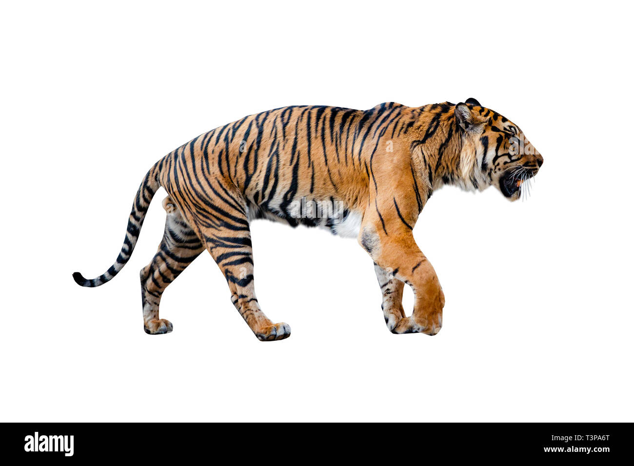 Schließen uo von Tiger auf dem weißen Hintergrund. Stockfoto